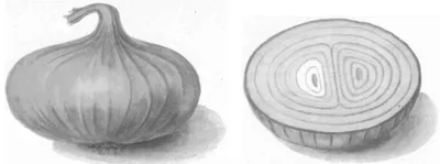 Лук репчатый - особенности выращивания и ухода