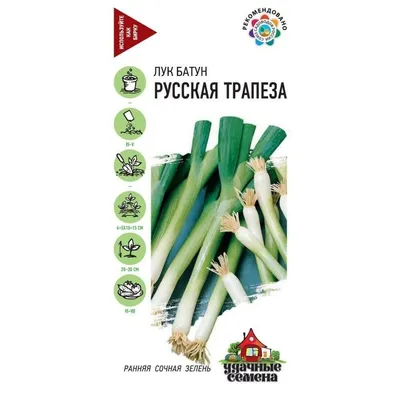 Лук Бессоновский репчатый (семена) купить по цене 49 ₽ в интернет-магазине  KazanExpress