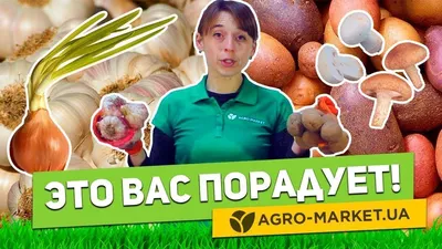 Чеснок Рокамболь: продажа, цена в Алматы. Полевые культуры, общее от \"чп  шиндер а.е.\" - 45733224