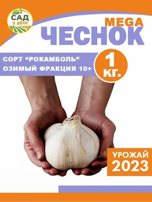 Лук-чеснок Рокамболь! Готовим к посадке | Понемногу обо всём в саду | Дзен