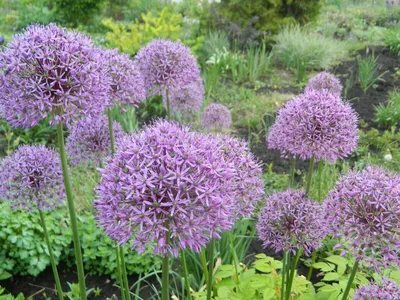 Слоновый чеснок (Рокамболь) - Allium ampeloprasum L. (Луковые — Alliaceae  J. G. Agardh)