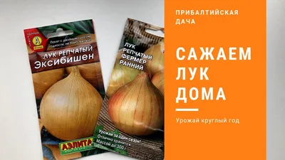 Купить Лук Эксибишен (1000 семян) • Bejo Zaden (Нидерланды) • сорт желтого  сладкого и очень крупного репчатого лука • в Агрошоп5 с доставкой по России  • -36894