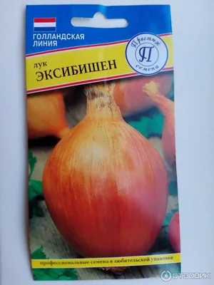 Лук Сибирский сад НК388786 - купить по выгодным ценам в интернет-магазине  OZON (365148744)