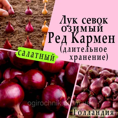 Лук репчатый Кармен МС Агрофирма Поиск - купить семена в интернет-магазине