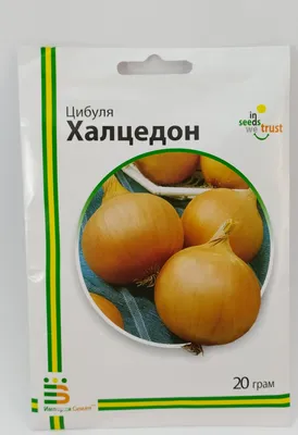 Умный дачник | Лук \"Халцедон\" цена: 10.00 , купить в Киеве, отправка по  Украине