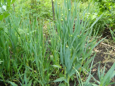 Каталог — Уксун (лук косой, горный чеснок) (Allium obligoom), купить  саженцы, семена и луковицы