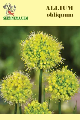 Лук косой – Allium obliquum L. « Красная книга Томской области | ОГБУ  \"Облкомприрода\"