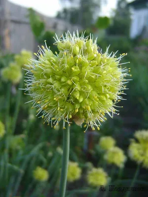 Лук косой, Allium obliquum