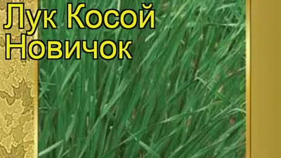 Лук - Луковичные культуры - Овощные культуры - GreenInfo.ru