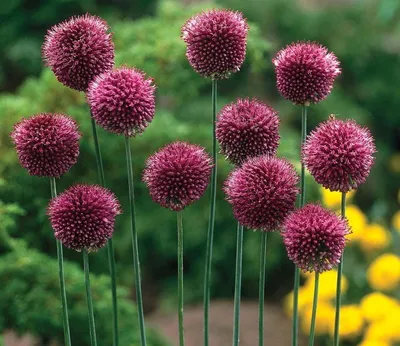 MW0814487, Allium obliquum (Лук косой), specimen