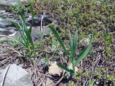 MW0814486, Allium obliquum (Лук косой), specimen