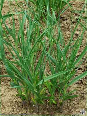 Лук косой, сорт Новичок (Allium obliquum)