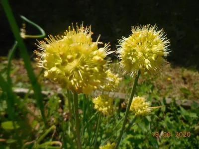 Лук черный (Allium nigrum) - купить луковицы