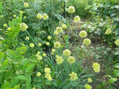 Лук косой, сорт Новичок (Allium obliquum)