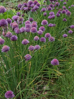 Лук слизун - Лук - GardenPlants