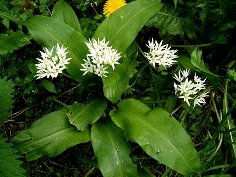 Черемша (Медвежий лук). Лук Медвежий (Allium ursinum). Лук-слизун черемша. Черемша ареал.