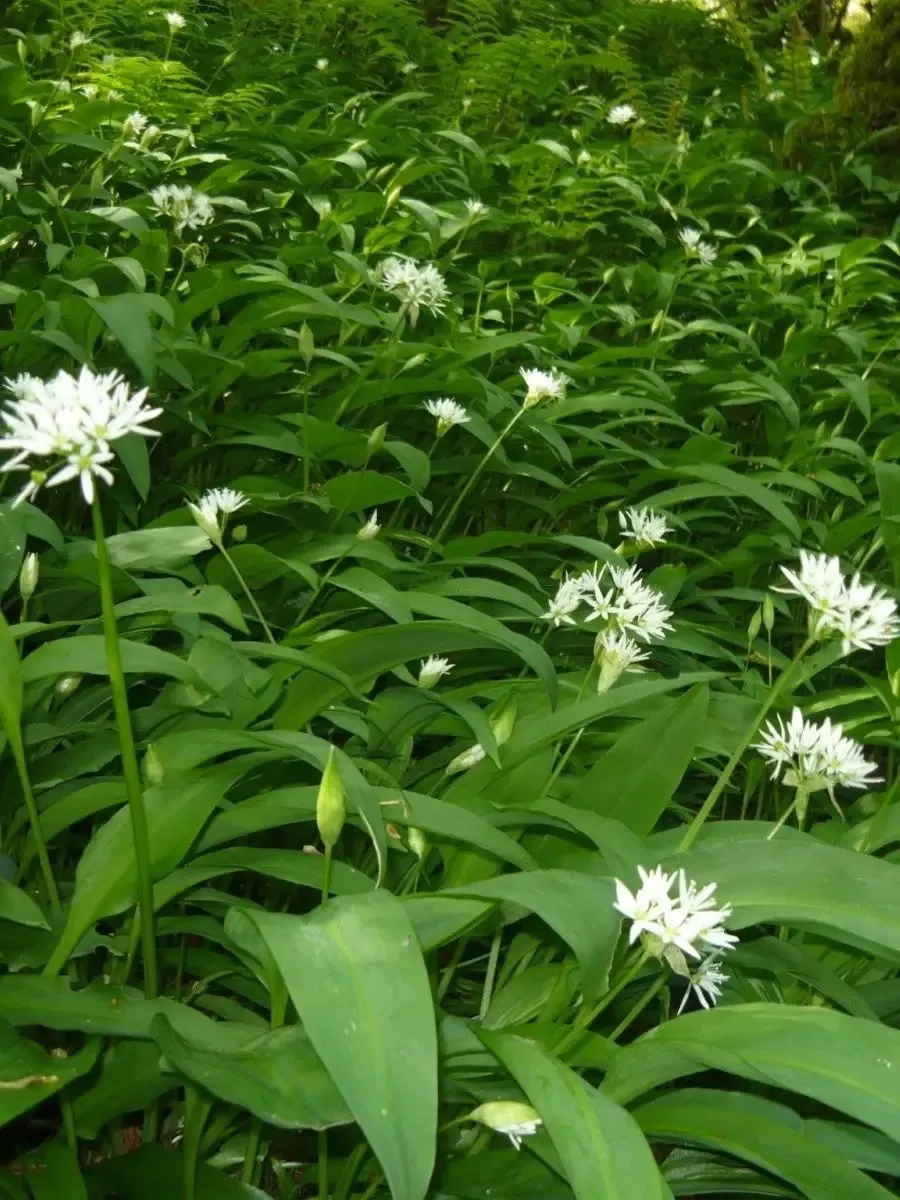 Черемша (Медвежий лук). Лук Медвежий (Allium ursinum). Дикий лук черемша. Медвежья черемша.