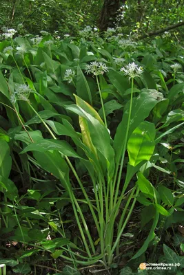 Черемша, лук медвежий (Allium ursinum)