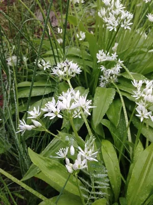 Лук медвежий, или Черемша (Allium ursinum L.)