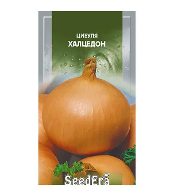 Черемша ( лук медвежий) 1 кг. - купить по выгодной цене | Мир Болгарии