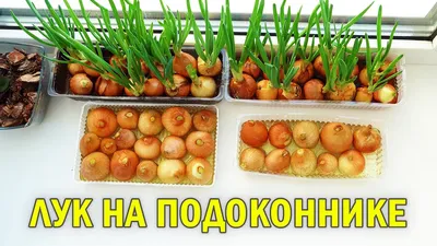 Как вырастить зелёный лук на подоконнике - Лайфхакер