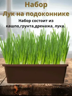 Как легко вырастить ЛУК НА ПОДОКОННИКЕ? Всегда свежая зелень