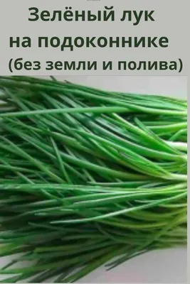 Как быстро вырастить лук на подоконнике - Главред