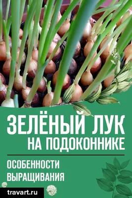 Домашние зеленый лук на подоконнике. Саженцы овощей дома Стоковое  Изображение - изображение насчитывающей бак, лук: 180834499