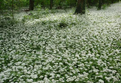 НАХОДКА НОВОЙ ПОПУЛЯЦИИ ЛУКА ПОБЕДНОГО ALLIUM VICTORIALIS (ALLIACEAE) В  ХАНТЫ-МАНСИЙСКОМ АВТОНОМНОМ ОКРУГЕ - ЮГРЕ – тема научной статьи по  биологическим наукам читайте бесплатно текст научно-исследовательской  работы в электронной библиотеке КиберЛенинка