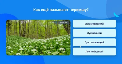 Набор лук \"Победный выстрел\" в пакете 384510 КНР - купить оптом от 72,90  рублей | Урал Тойз