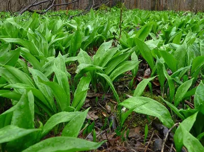 Гербарий. Лук победный, или Черемша. Allium victorialis L., 1753