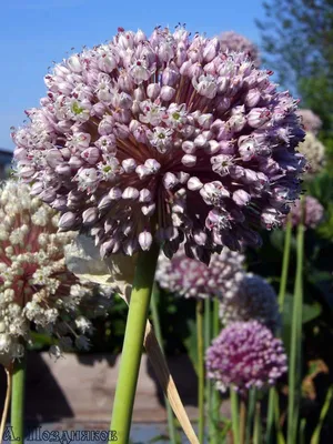 Лук - порей - Albos - 320 семена - Allium ampeloprasum L. – Garden Seeds  Market | Бесплатная доставка