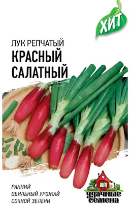 Когда сажать лук на рассаду: когда сажать лук и севок весной, когда сажать  лук эксибишен на рассаду, как вырастить лук на подоконнике - 5 марта 2023 -  nn.ru