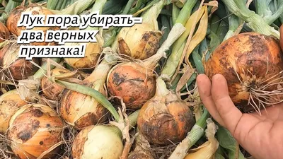 Купить Лук репчатый Хулиган недорого по цене 27руб.|Garden-zoo.ru