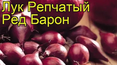 Лук севок Ред Барон купить в Украине | Веснодар