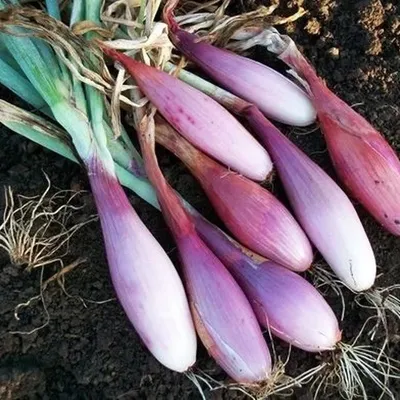 Лук Шнитт (Allium schoenoprasum) - Лук-резанец - Многолетники - Каталог -  LESKOVO-PITOMNIK.ru