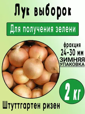 Рассада клубники Румба купить в Украине | Веснодар