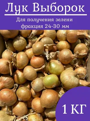 Лук-севок «Румба» 10/21, 0.35 кг по цене 195 ₽/шт. купить в Москве в  интернет-магазине Леруа Мерлен