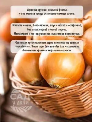 Луковицы Лук севок, Лук купить по выгодной цене в интернет-магазине OZON  (925866884)