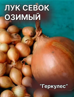 Купить семена лука севок \"Геркулес QI\" почтой | «ФАЗЕНДА»