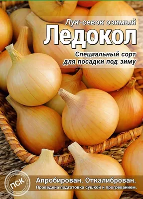 Лук-севок Штутгартер Ризен купить в питомнике растений с доставкой по  Самаре и Самарской области, луковицы, выращивание, посадка, уход