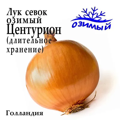 Лук севок Центурион, Голландия: продажа, цена в Днепре. Семена и рассада  овощных культур от \"Три Гектара\" - 1476380041