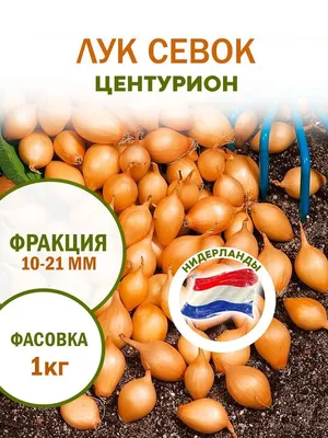 Купить Лук-севок Центурион в Москве и РФ. Описание сорта. Пункты  самовывоза. Почтой (наложенный платеж). Доставка курьером по МО.