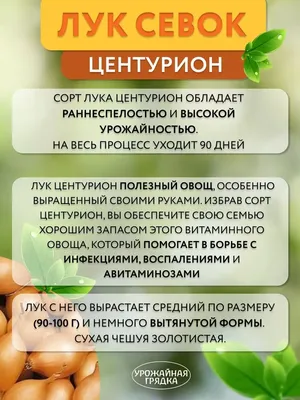 Лук севок Центурион Голландия 1кг/20 фирмы Мир Семян купить за 100 руб. -  Мир Семян Рязань