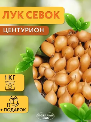 Лук севок (тыканка, сеянка) Центурион 10/21 500г, Голландия  (ID#1355177166), цена: 77 ₴, купить на Prom.ua