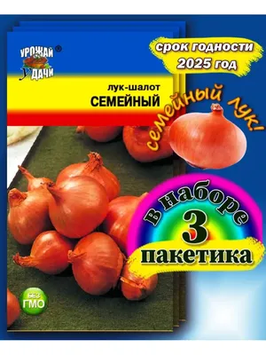 ЛУК - ШАЛОТ или семейный лук. После 9 месяцев хранения, чуть не забыла  посадить | Дачные радости со Светланой | Дзен