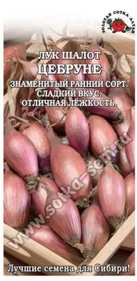 Я не верила, что лук-семейка бывает крупной, пока не узнала про этот сорт |  Огородная фея | Дзен