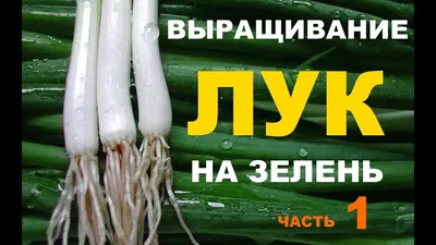 Лук штутгарт | Сравнить цены и купить на Prom.ua