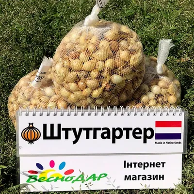 Продам лук Штутгарт, купить лук Штутгарт, Полтавская обл — Agro-Ukraine