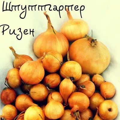 3 на первый взгляд причины, которые привели к потере урожая лука Штутгарт |  О доме, саде и цветах | Дзен